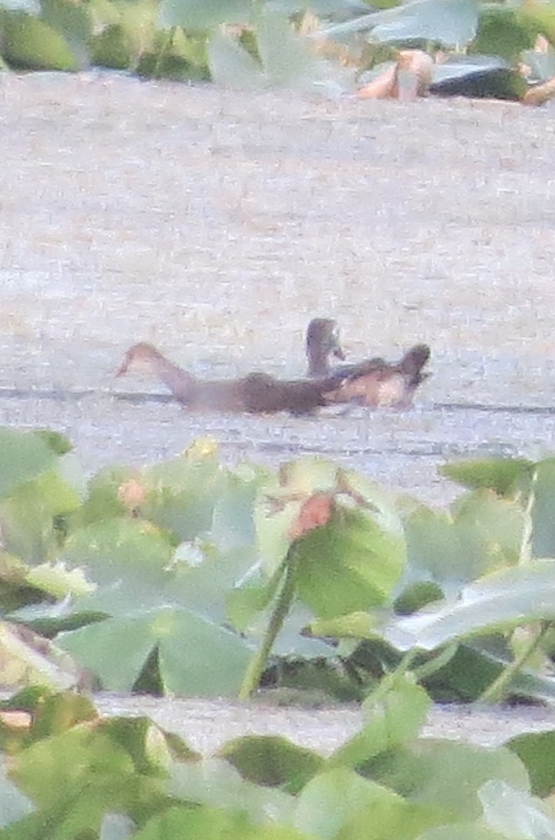Gallinule d'Amérique - ML641823568