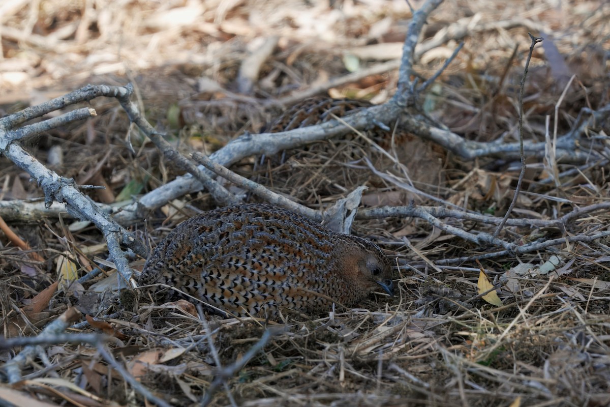 Brown Quail - ML641823575