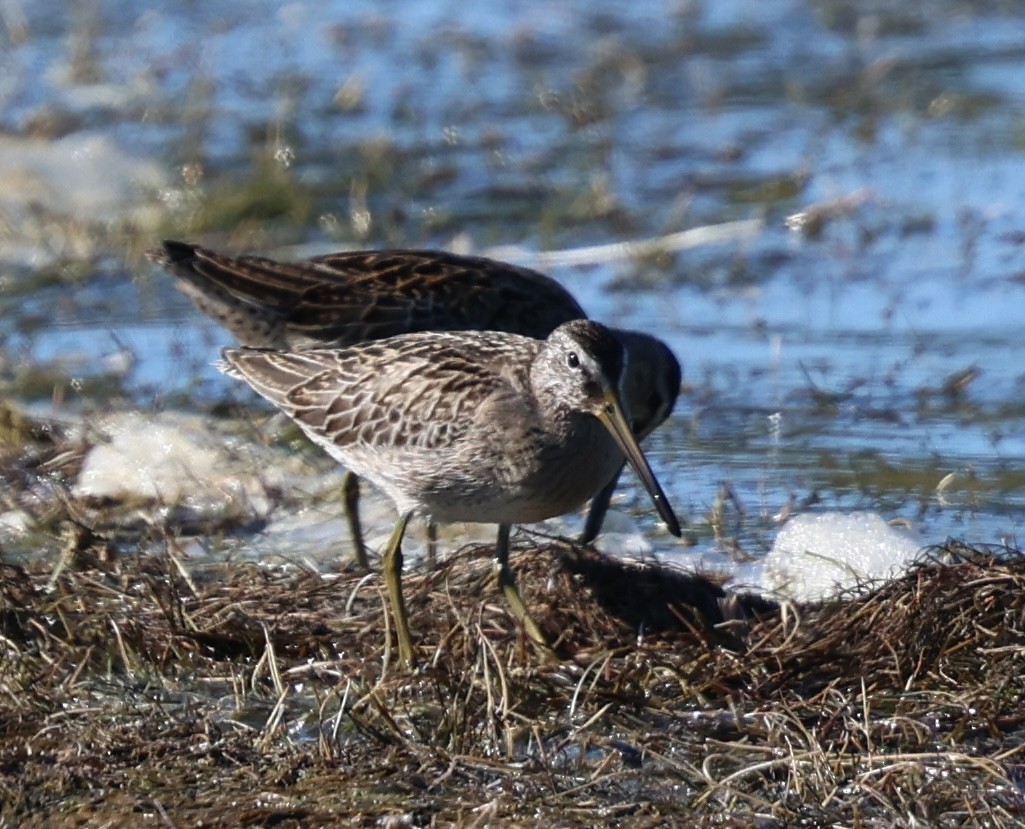 Short-billed Dowitcher - ML641823584