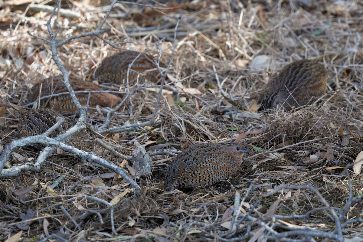 Brown Quail - ML641823587