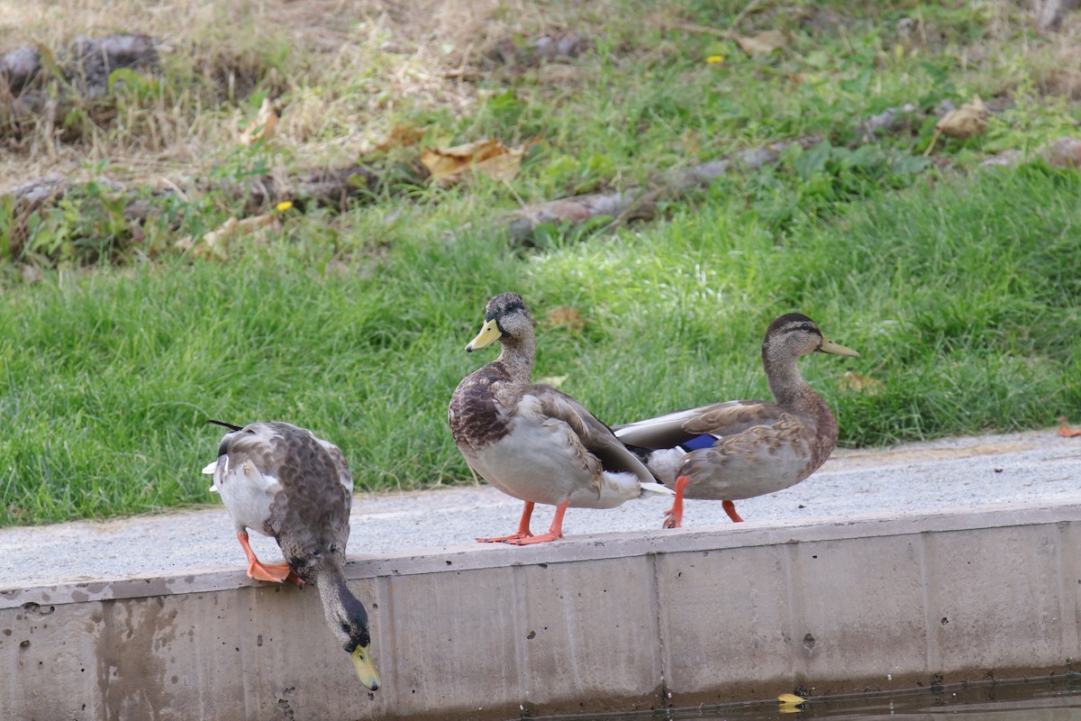 Mallard/Mexican Duck - ML641823601