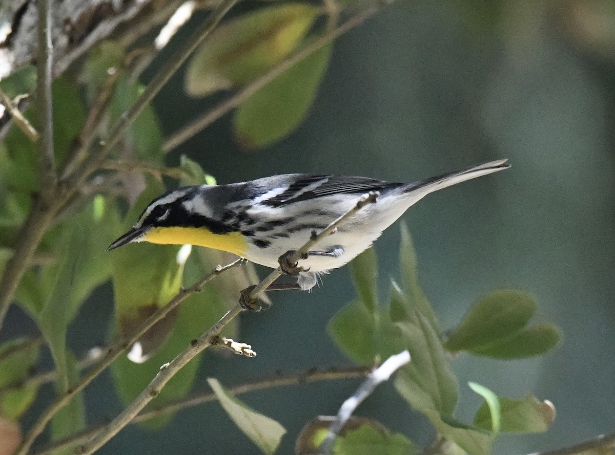 Goldkehl-Waldsänger - ML641823602