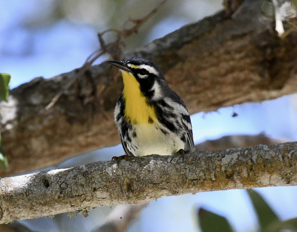 Goldkehl-Waldsänger - ML641823603