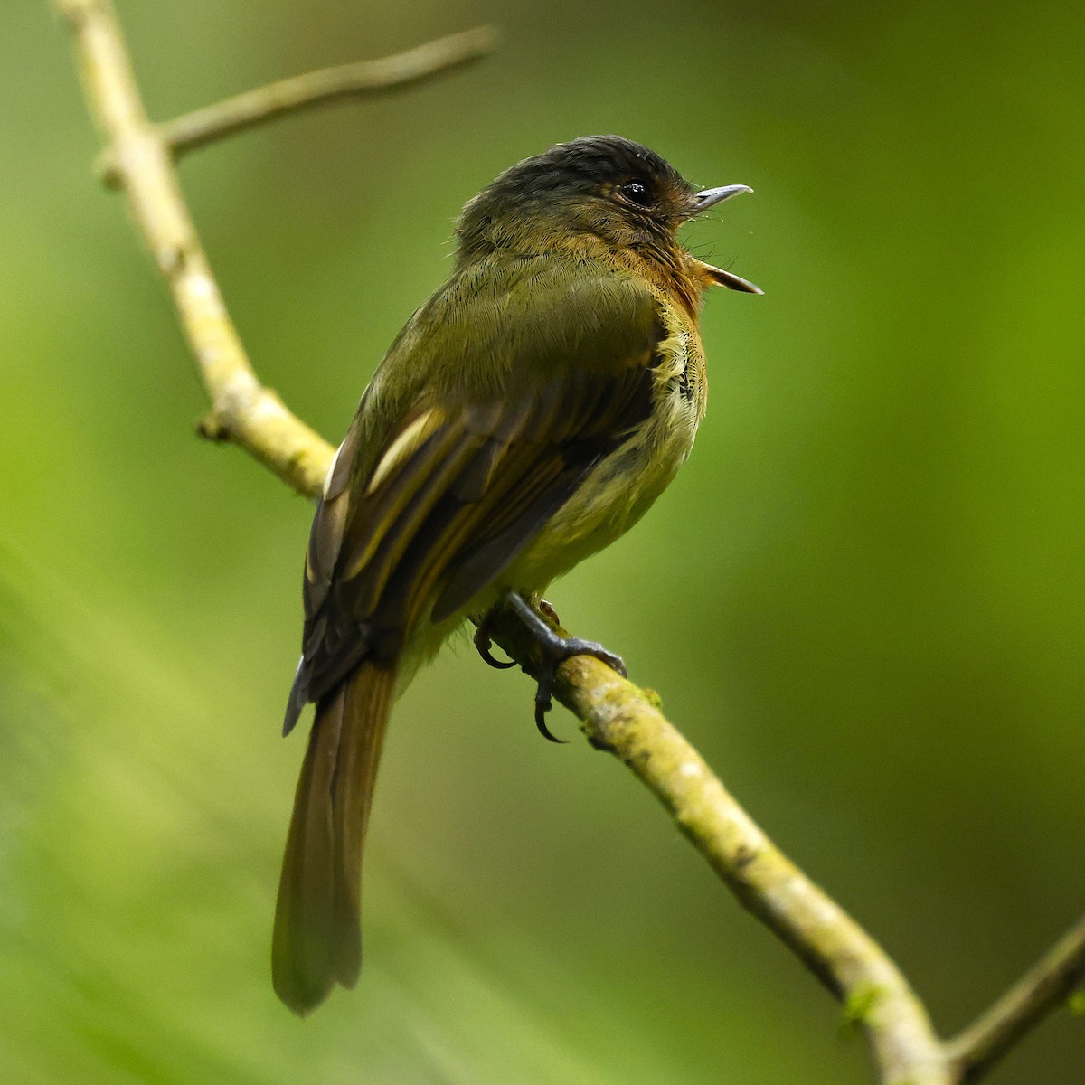 Rufous-breasted Flycatcher - ML641823632