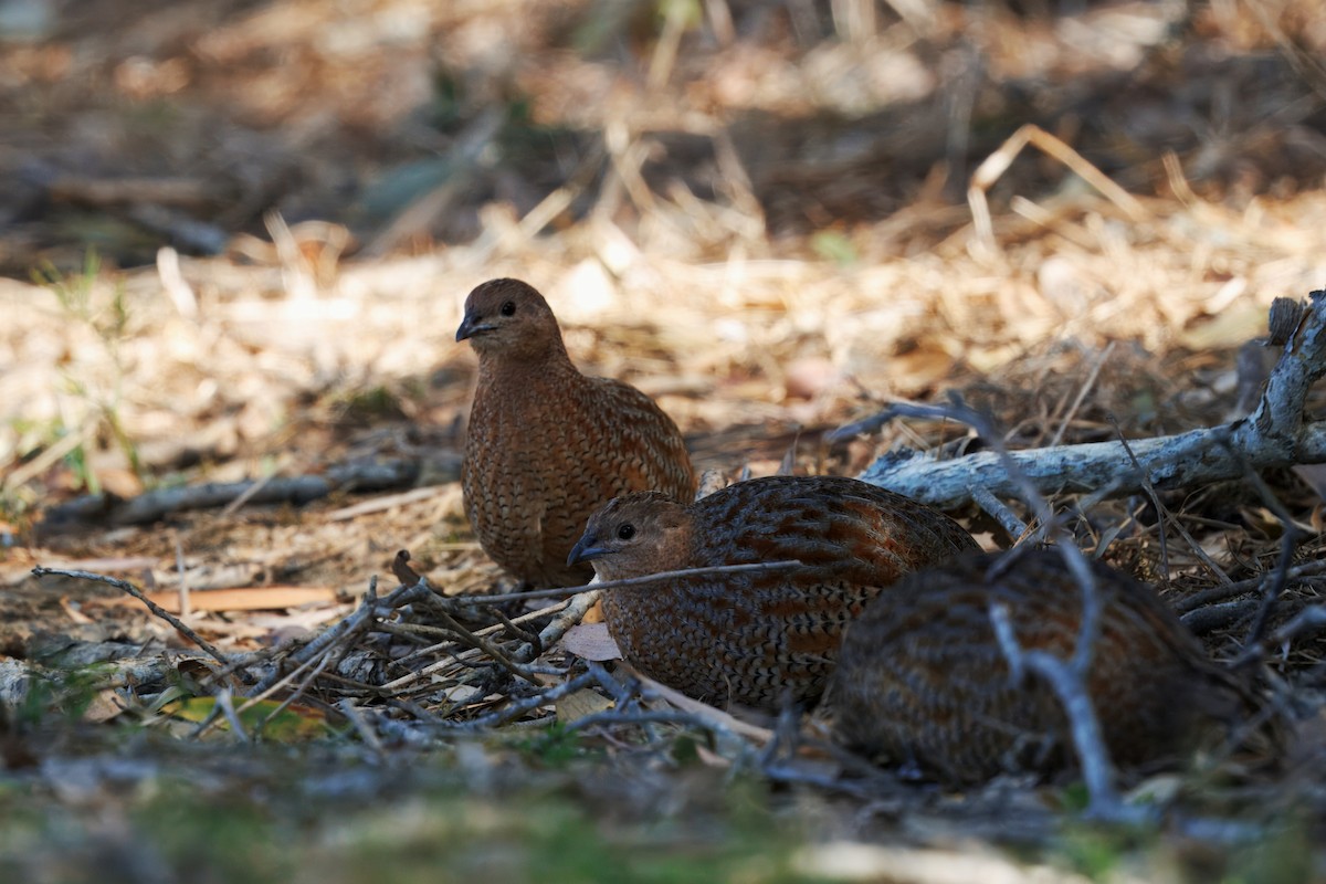 Brown Quail - ML641823696