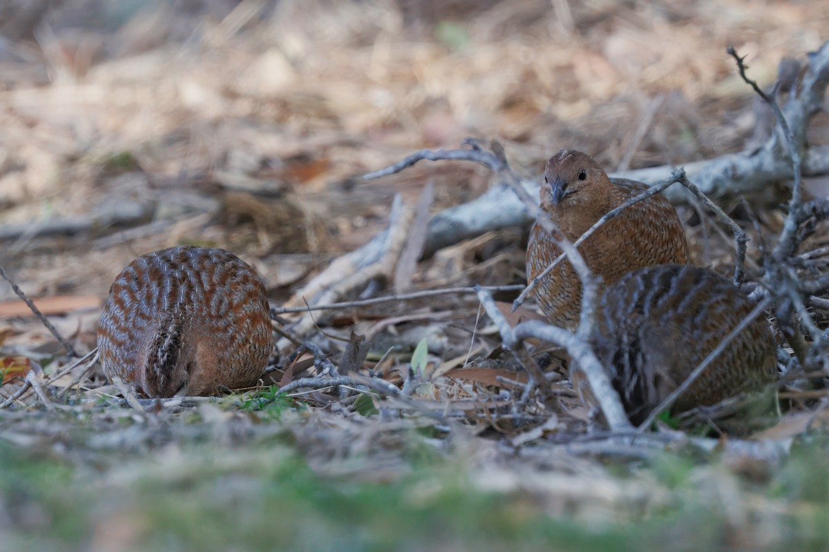 Brown Quail - ML641823707