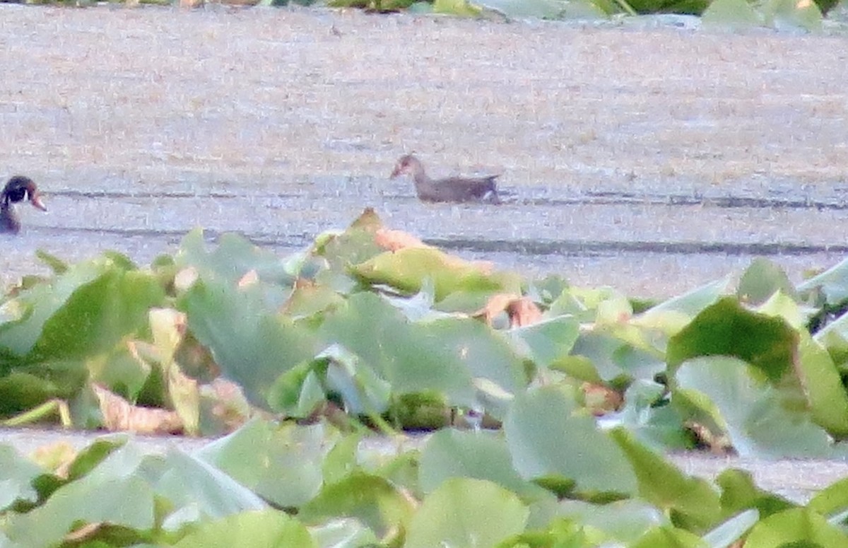 Gallinule d'Amérique - ML641823763