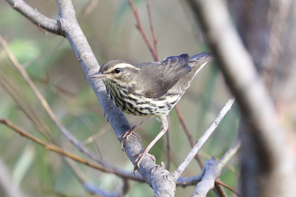 Northern Waterthrush - ML641823765