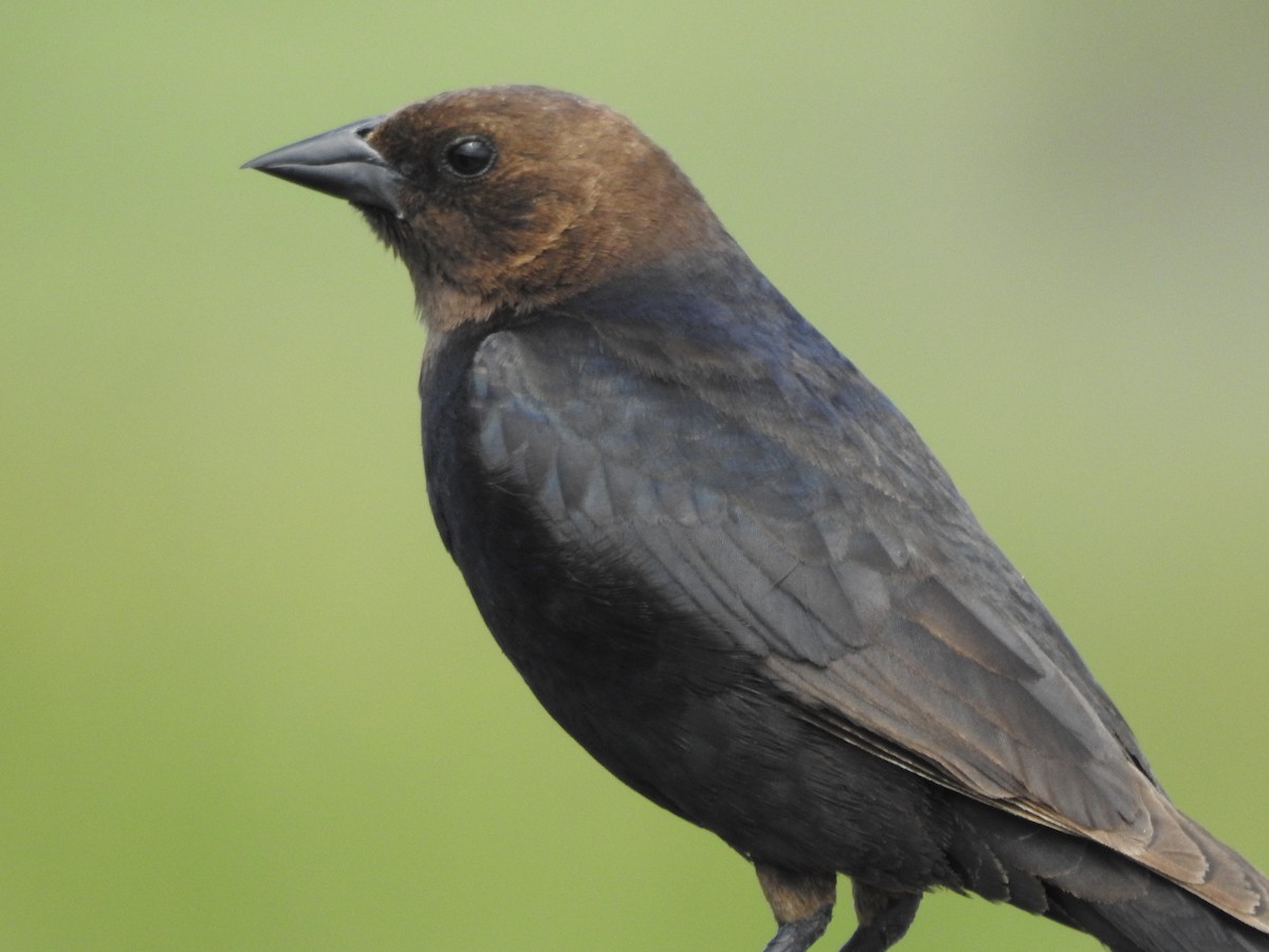 Brown-headed Cowbird - ML641823766