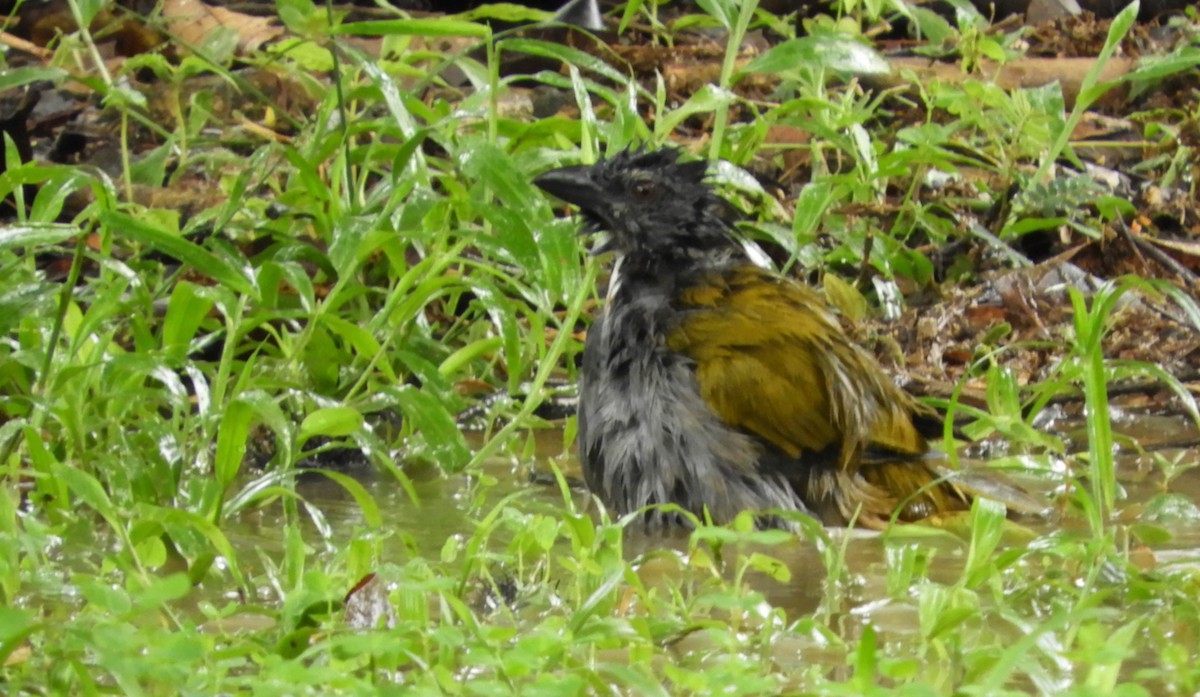 Buff-throated Saltator - ML641823771