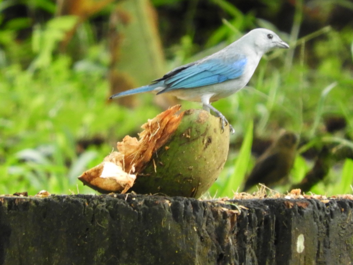 Blue-gray Tanager - ML641823788