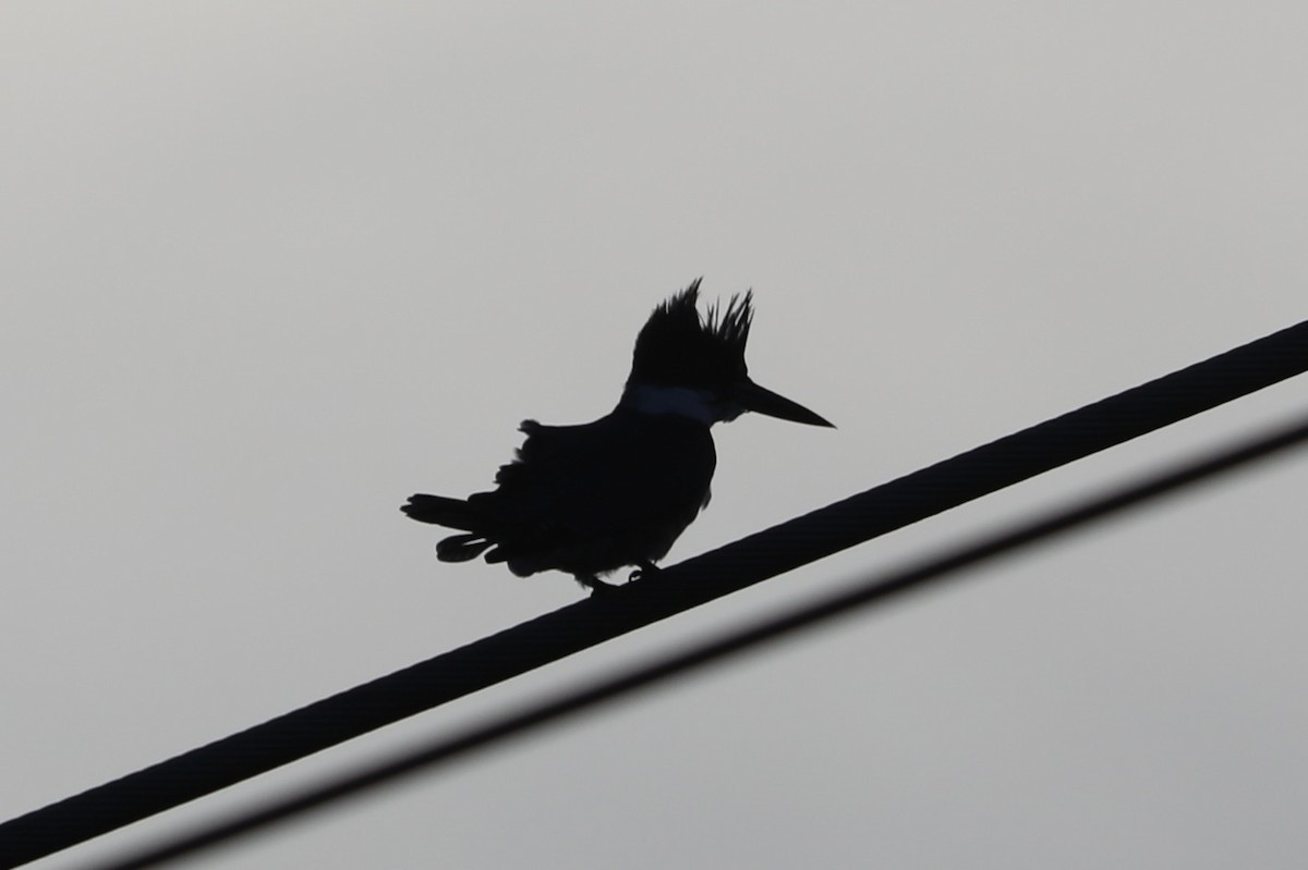 Belted Kingfisher - ML641823789
