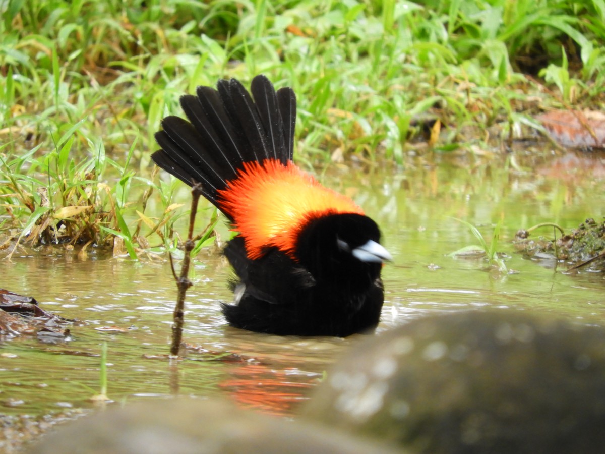Scarlet-rumped Tanager - ML641823792