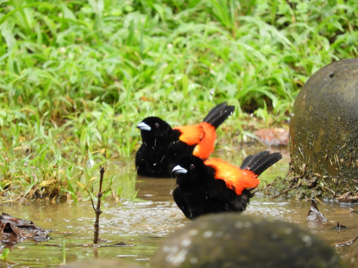 Scarlet-rumped Tanager - ML641823793