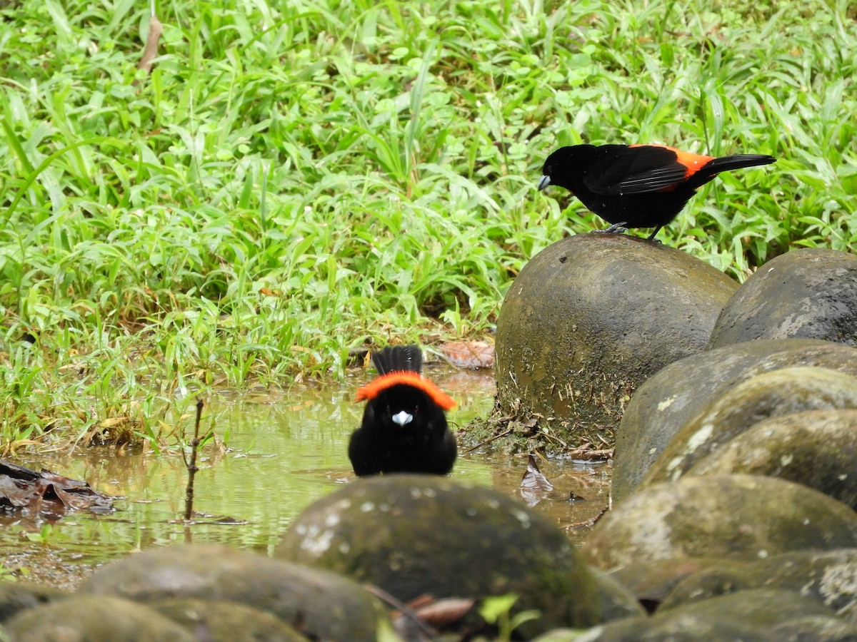 Scarlet-rumped Tanager - ML641823794