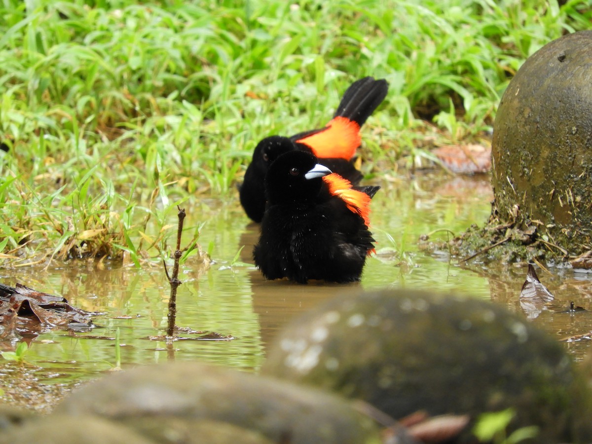 Scarlet-rumped Tanager - ML641823795