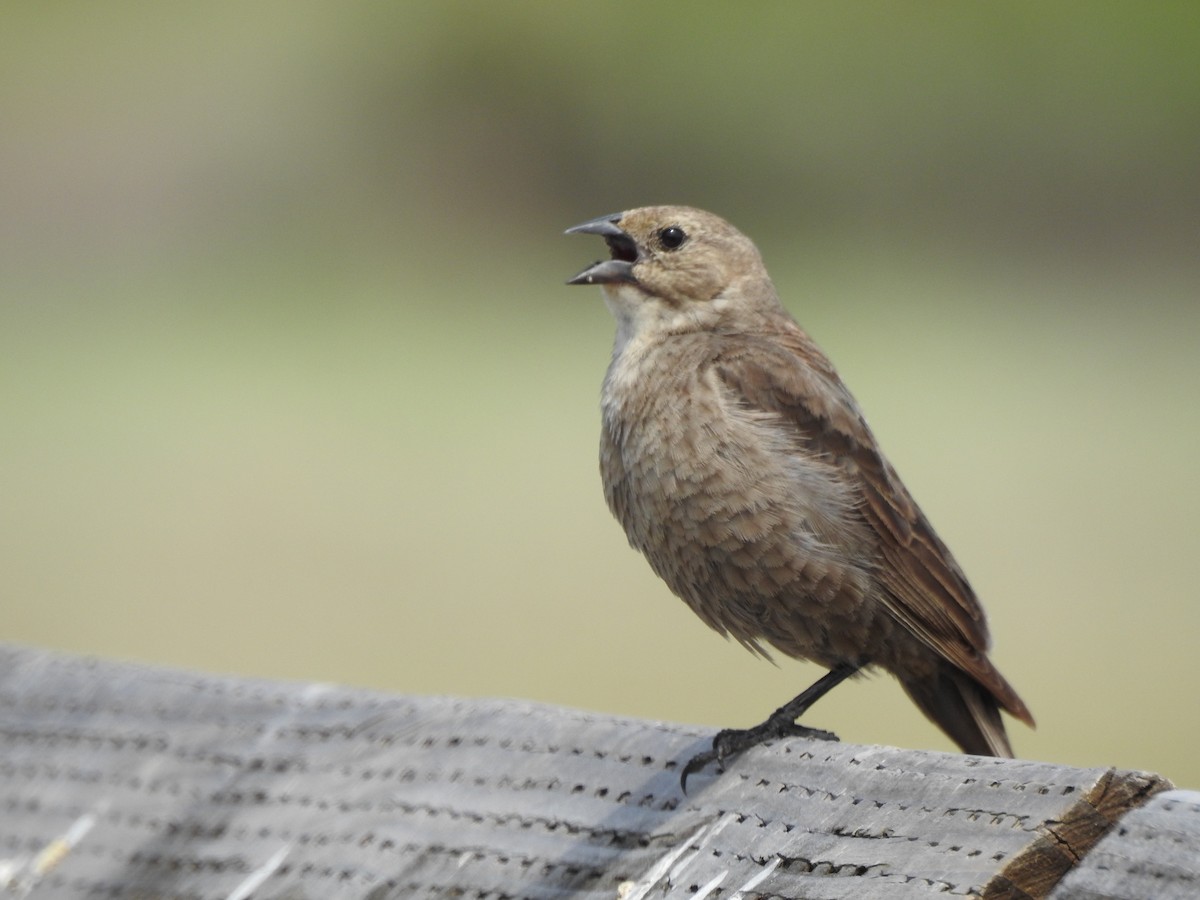 Brown-headed Cowbird - ML641823802