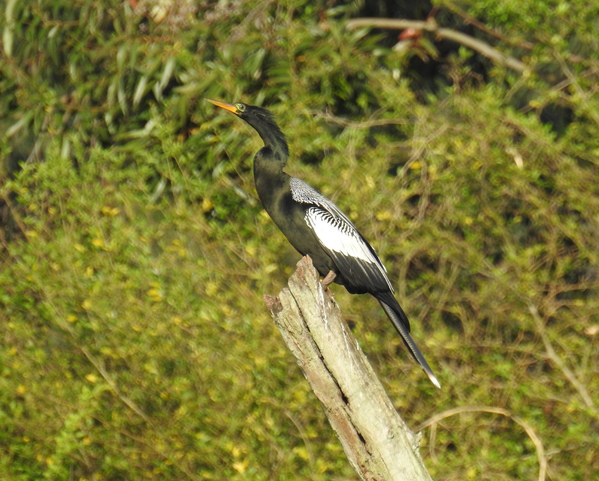 Anhinga - ML641823816