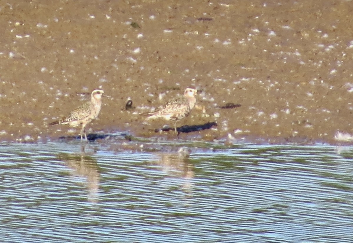 American Golden-Plover - ML641823832