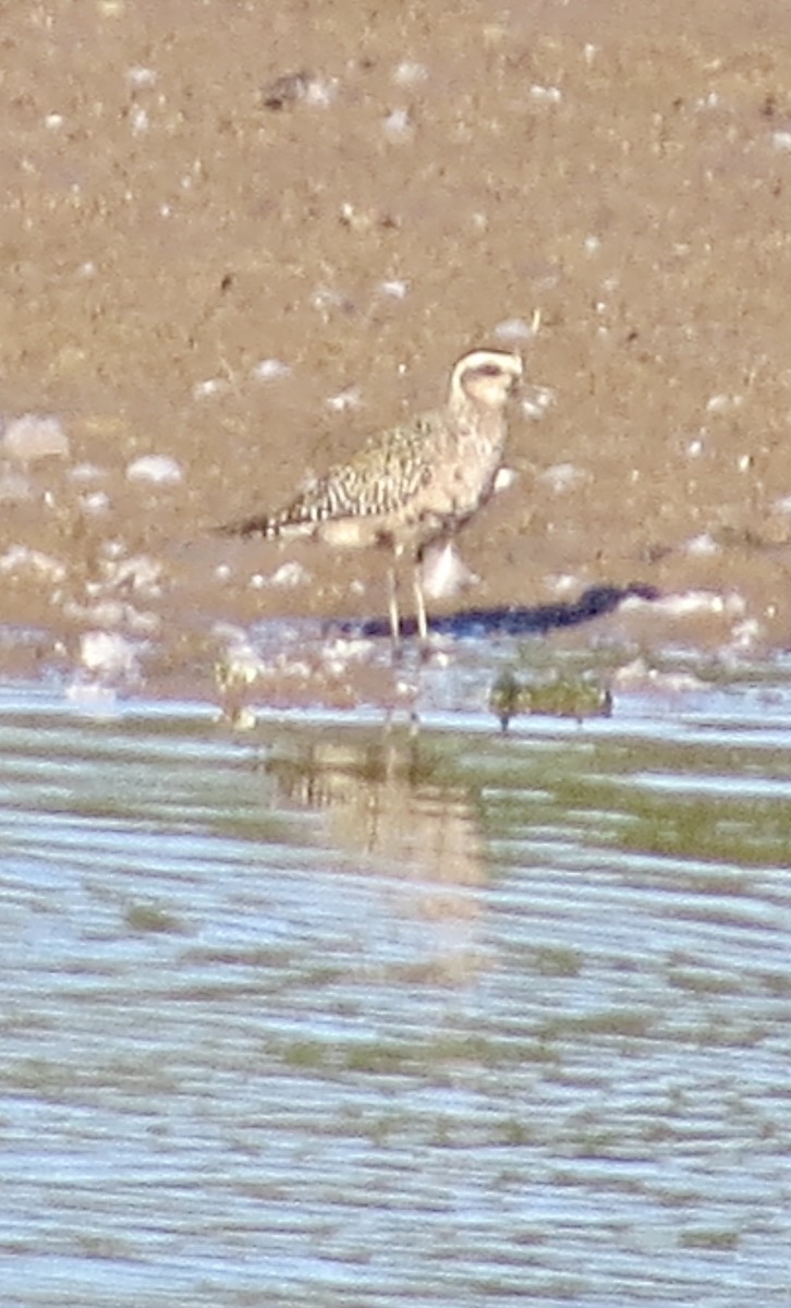 American Golden-Plover - ML641823833
