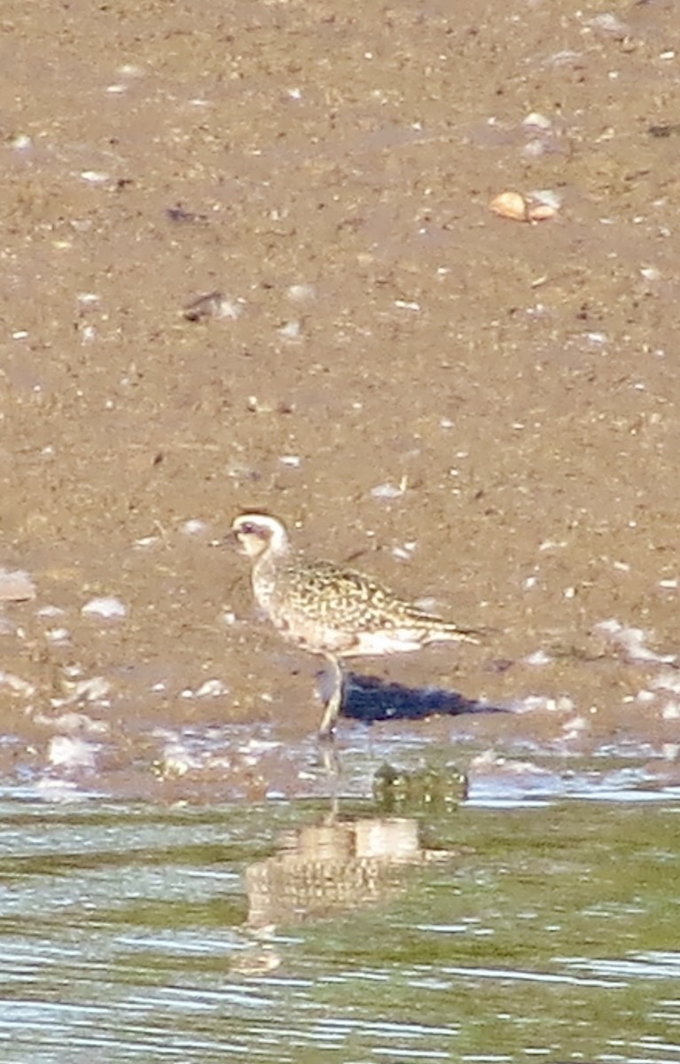 American Golden-Plover - ML641823834
