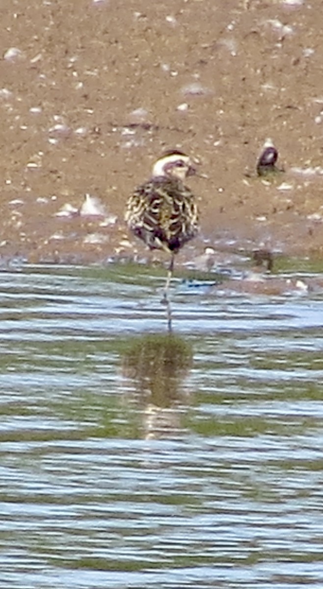 American Golden-Plover - ML641823835