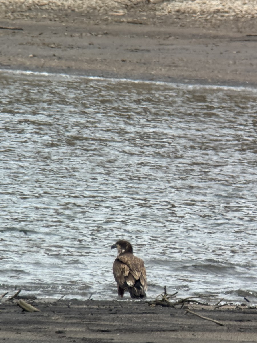 Bald Eagle - ML641823839