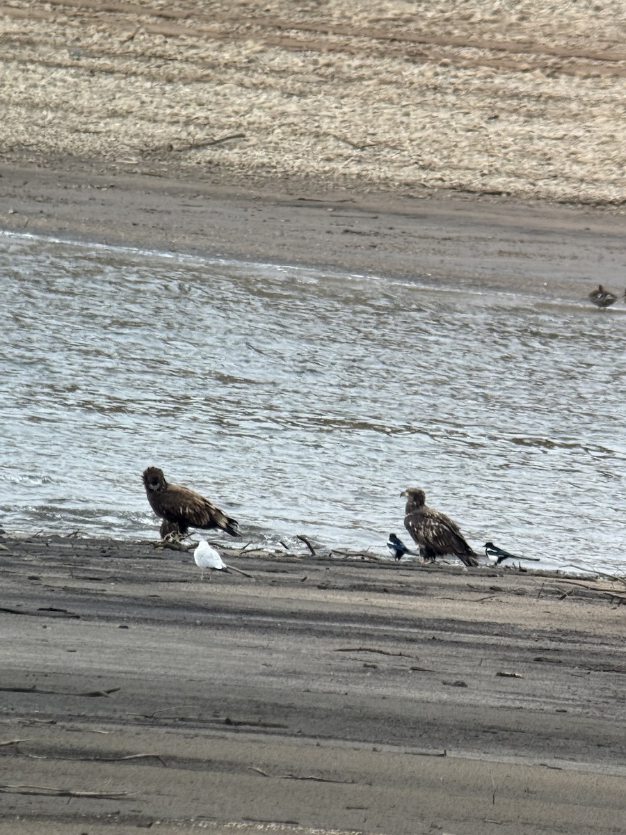 Bald Eagle - ML641823840