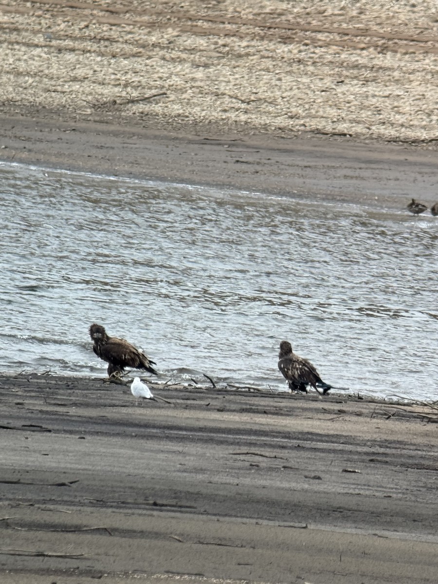 Bald Eagle - ML641823841