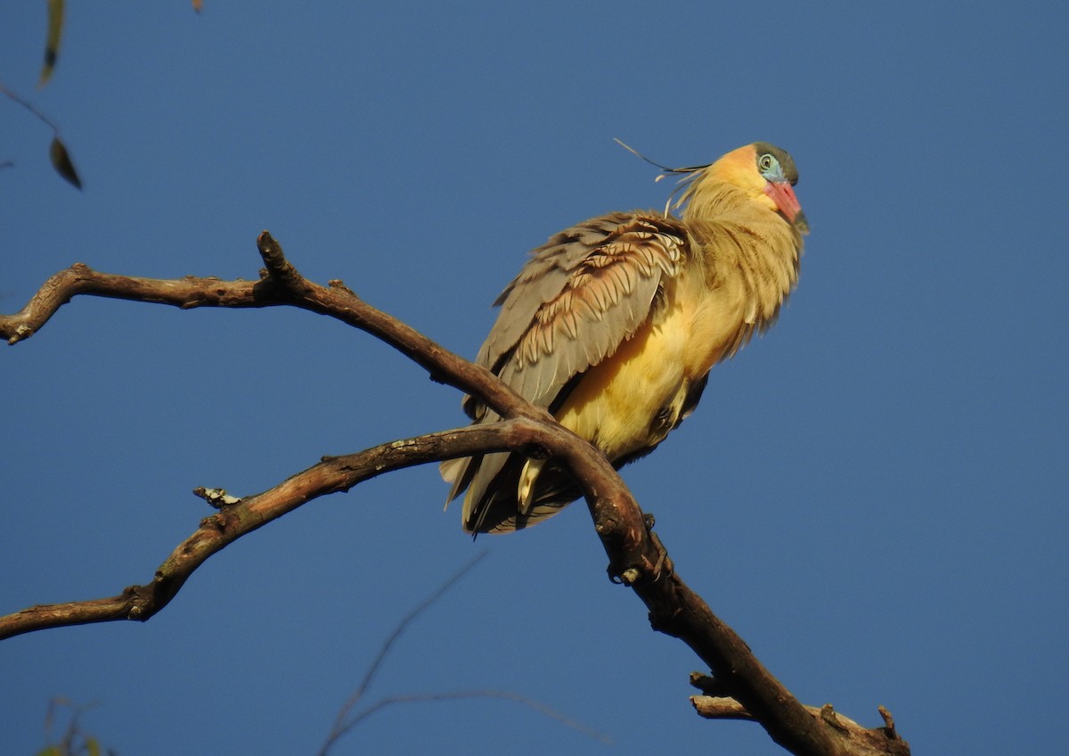 Whistling Heron - ML641823843