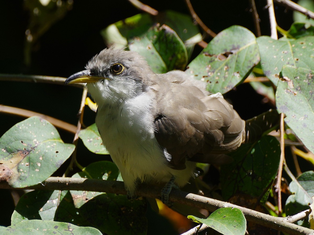 Yellow-billed Cuckoo - ML641823844