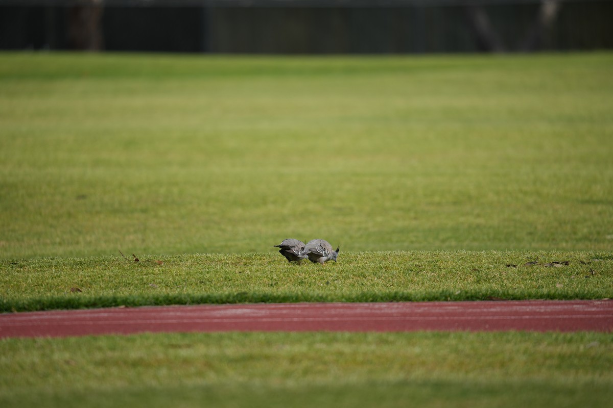 Crested Pigeon - ML641823863