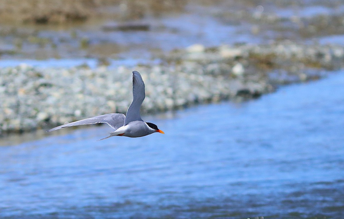 Black-fronted Tern - ML641823870