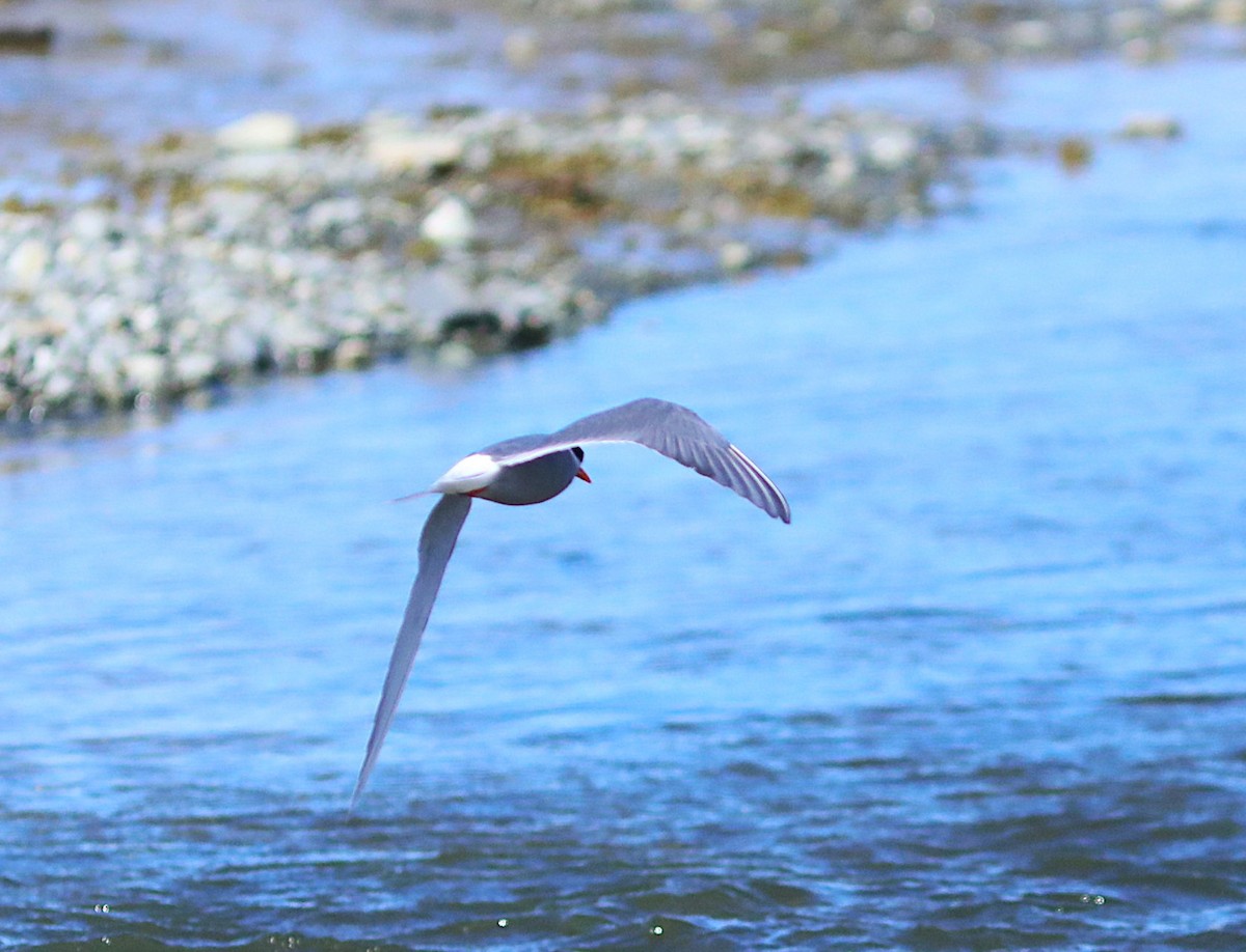 Black-fronted Tern - ML641823871