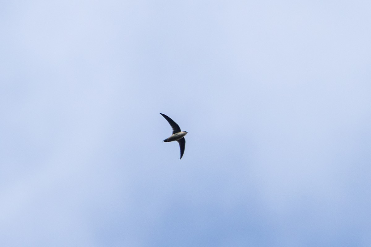 Vaux's Swift - ML641823883