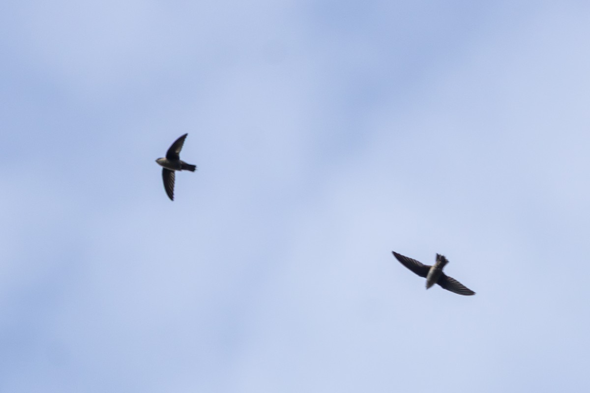 Vaux's Swift - ML641823886