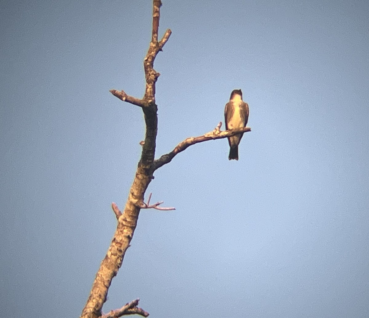 Olive-sided Flycatcher - ML641823915