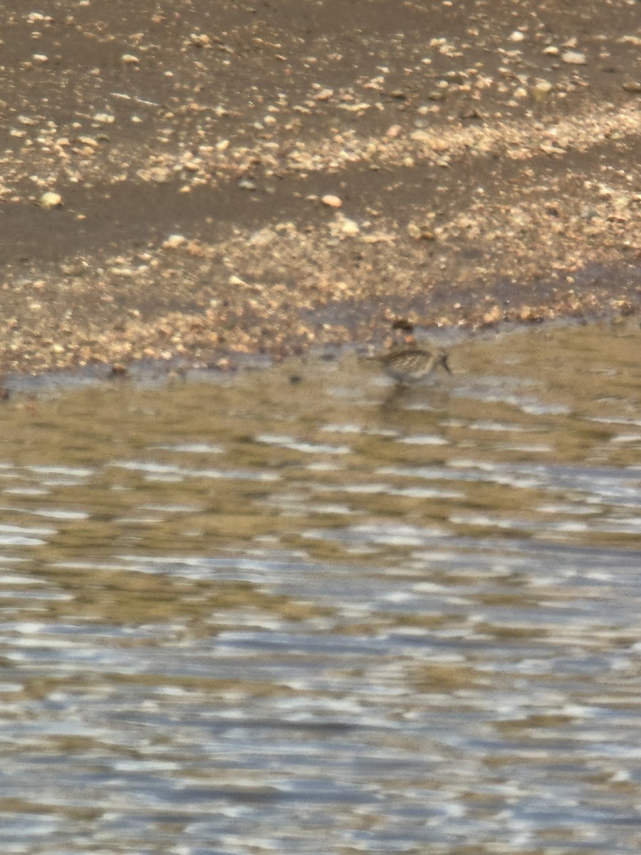 Baird's Sandpiper - ML641823939