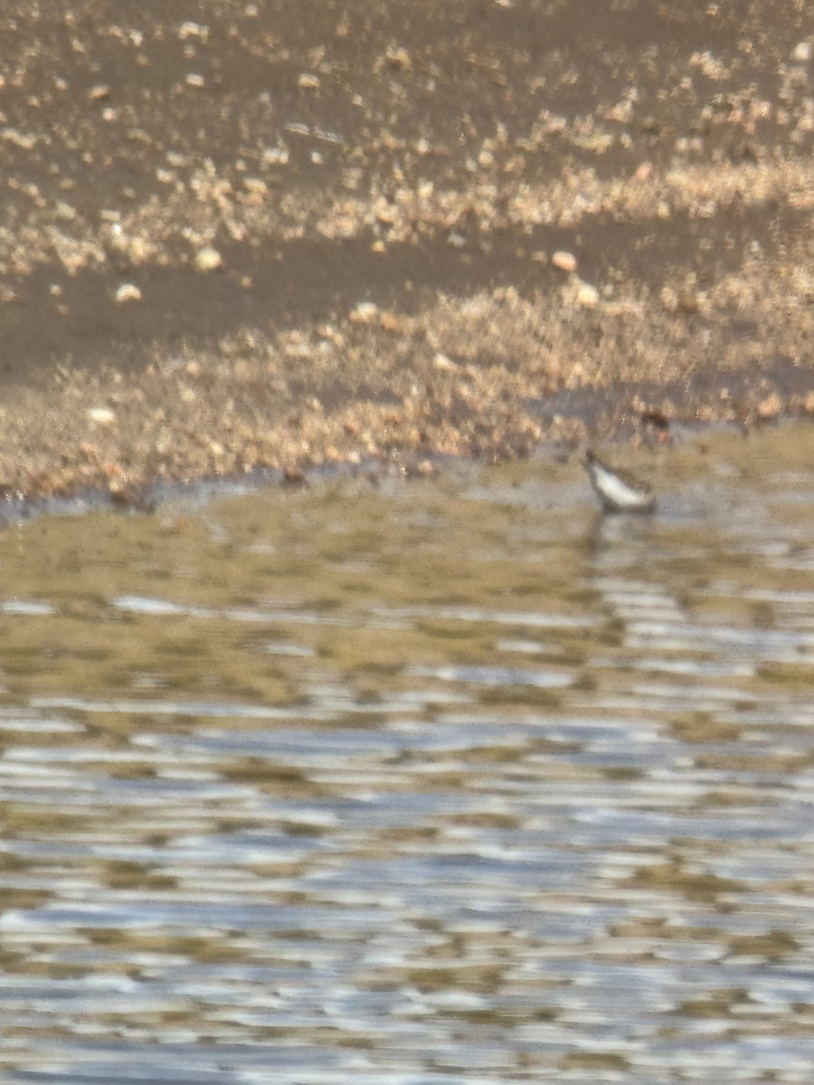 Baird's Sandpiper - ML641823940