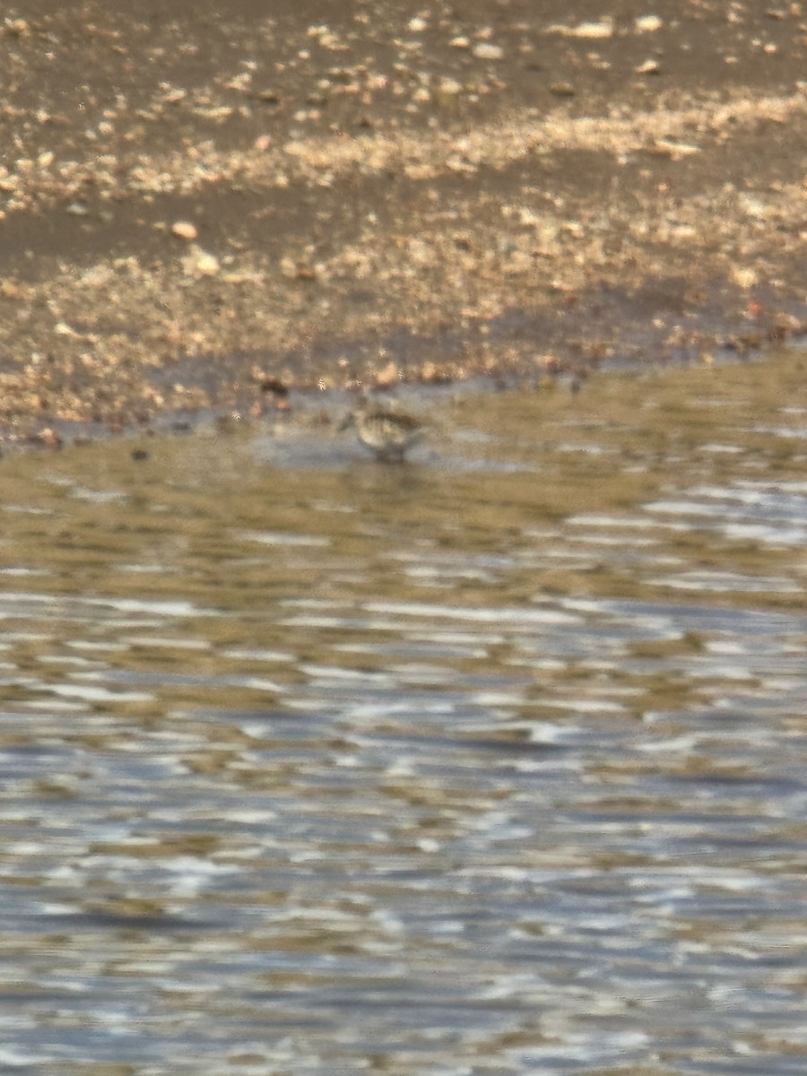 Baird's Sandpiper - ML641823941