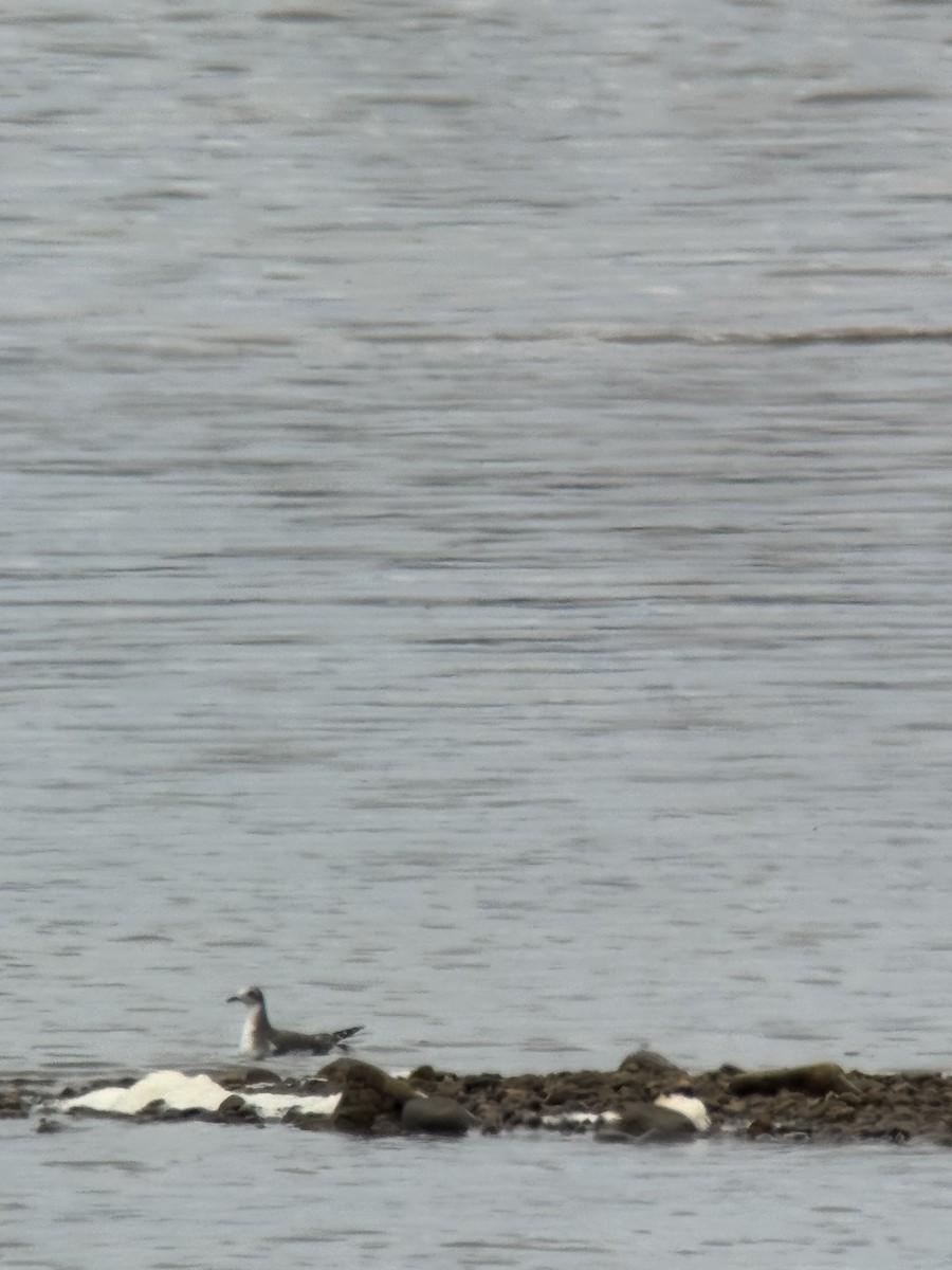 Sabine's Gull - ML641823971
