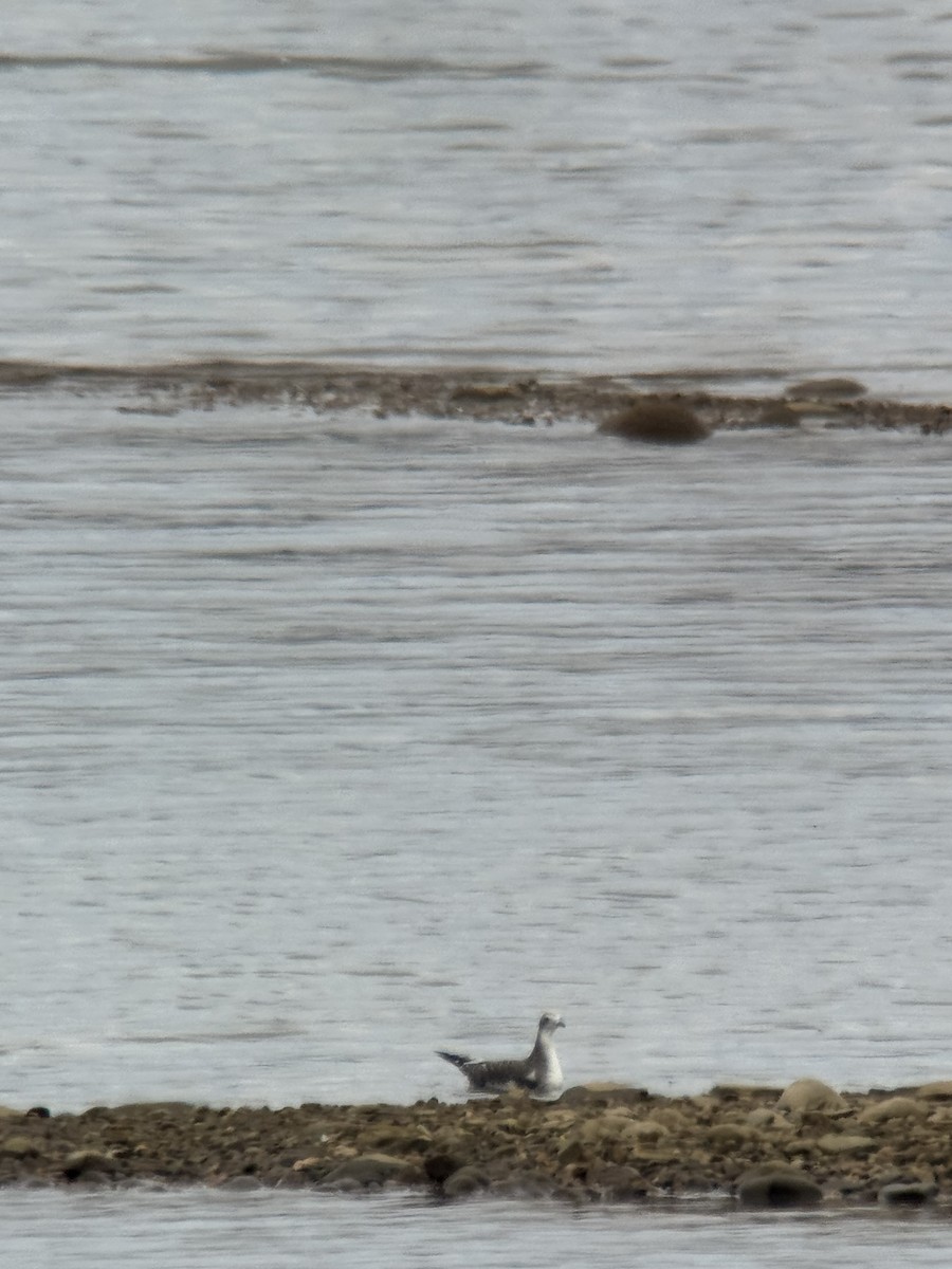 Sabine's Gull - ML641823972