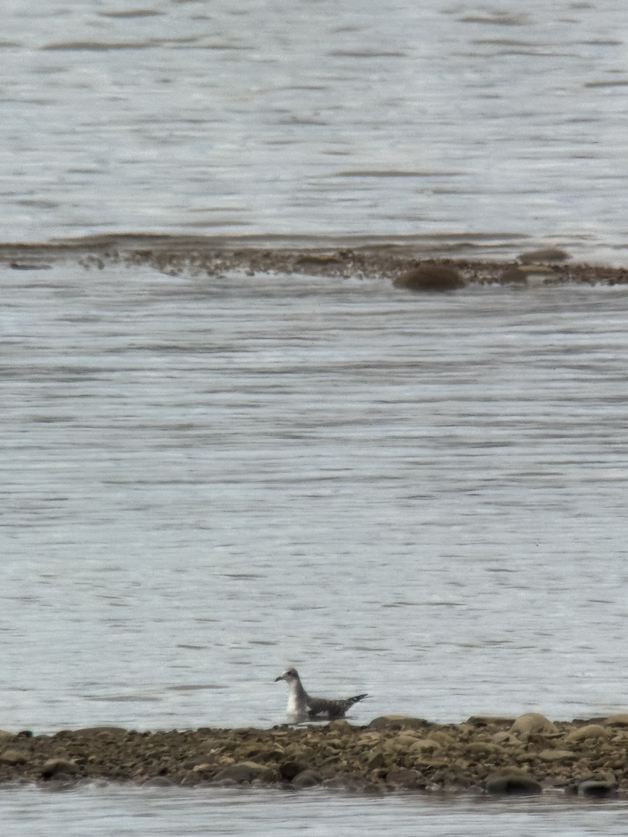 Sabine's Gull - ML641823974