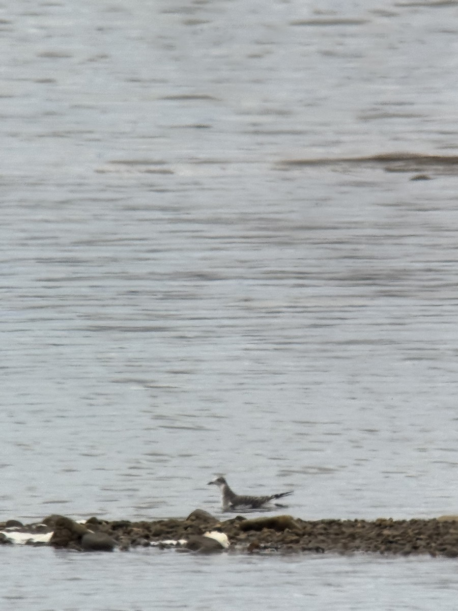 Sabine's Gull - ML641823975