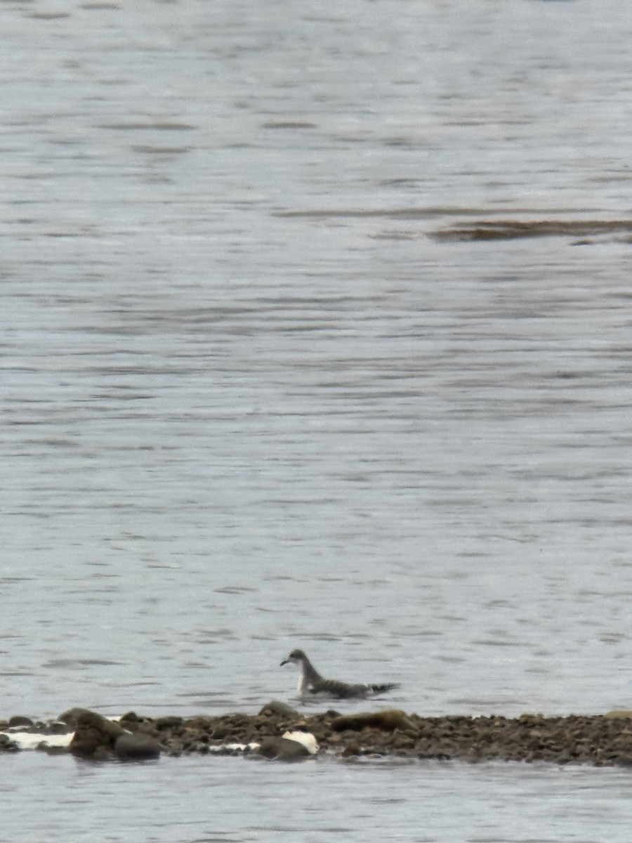 Sabine's Gull - ML641823976