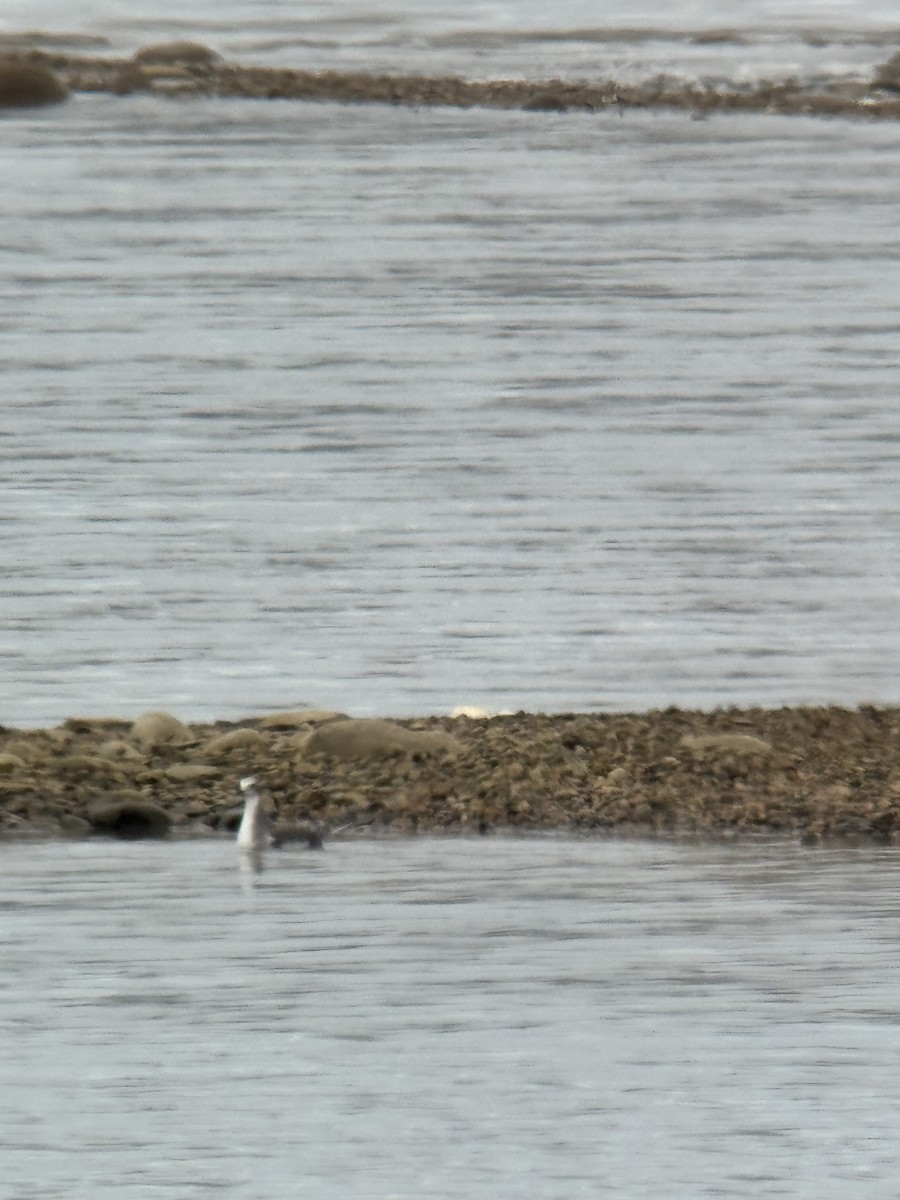 Sabine's Gull - ML641823977