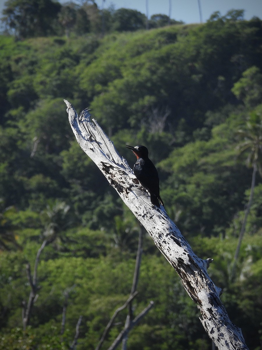 Carpintero Puertorriqueño - ML641823995