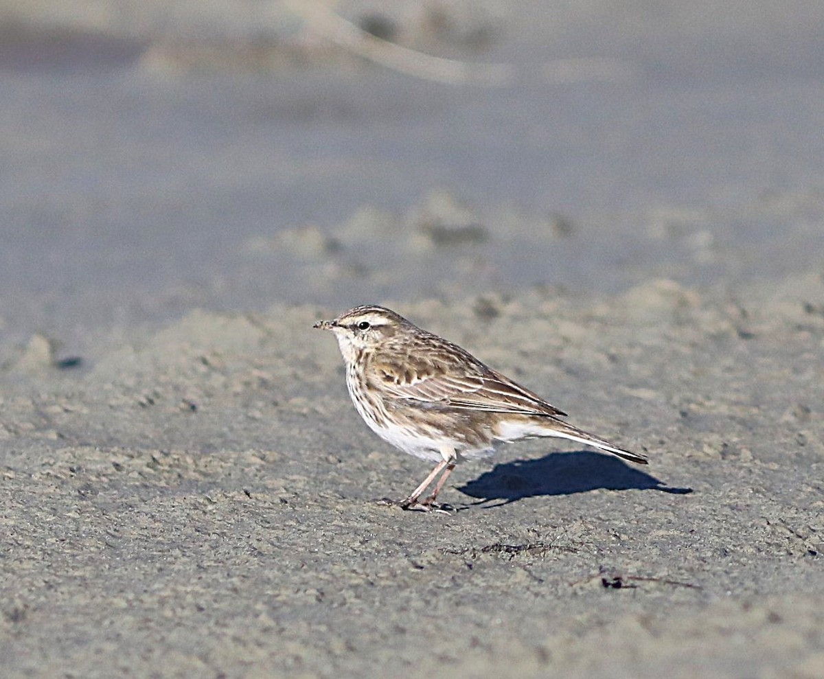 New Zealand Pipit - ML641824064