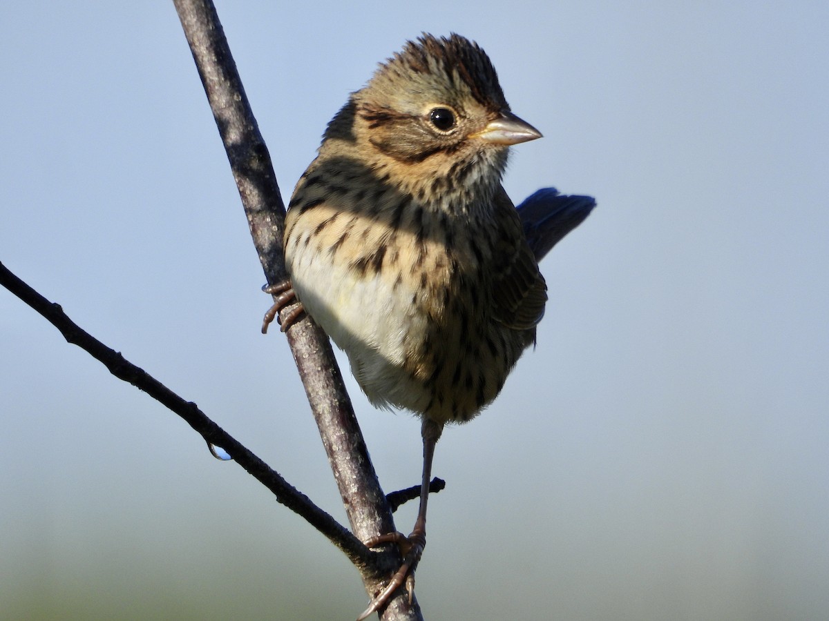 Lincoln's Sparrow - ML641824065
