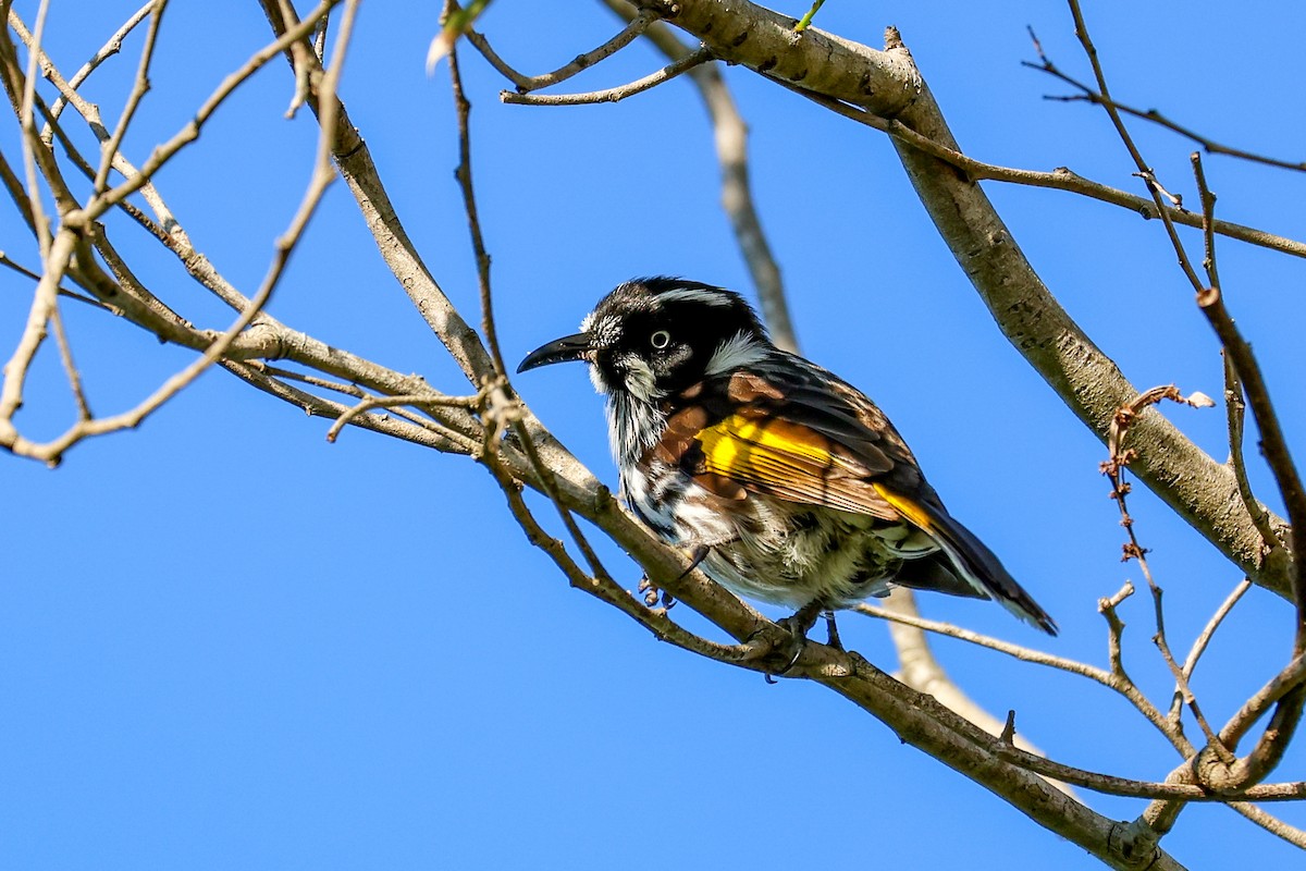 New Holland Honeyeater - ML641824068